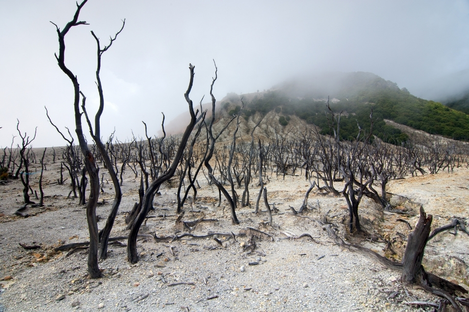 Pemandangan eksotis pohon-pohon kering di Hutan Mati Gunung Papandayan Garut