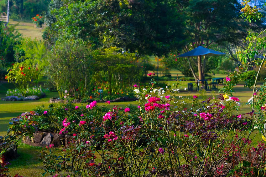 Kebun Mawar Situhapa Garut