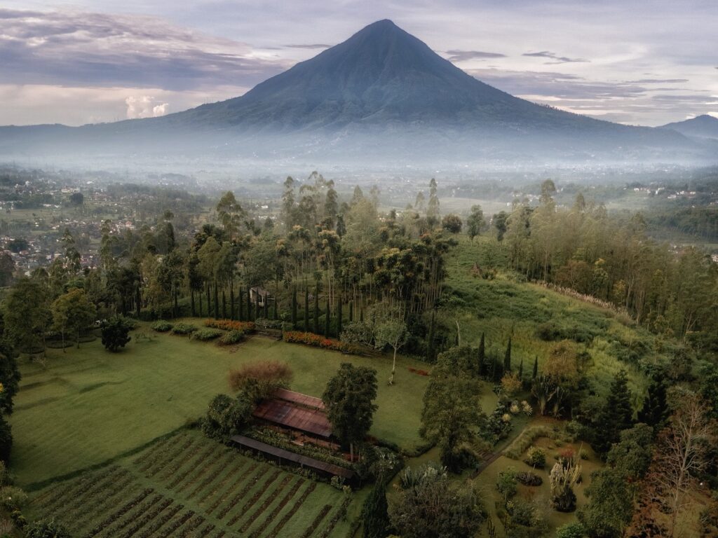 Kebun Mawar Situhapa Garut dengan latar belakang gunung